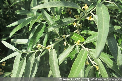 Elaeagnus