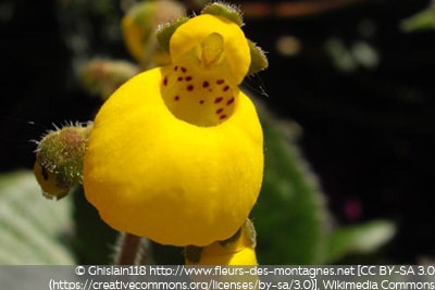 Calceolaria  biflora