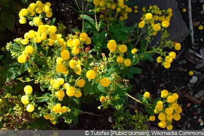 Calceolaria