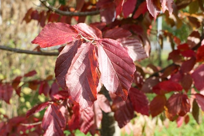 Persischer Eisenholzbaum