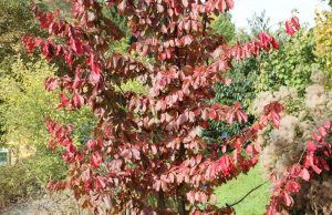 Persischer Eisenholzbaum