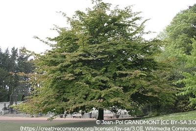 Persischer Eisenholzbaum