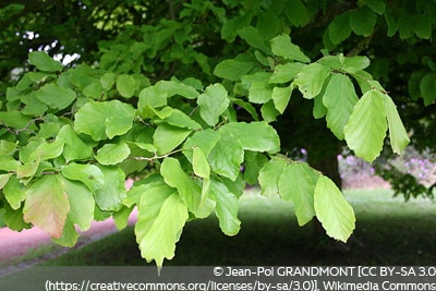 Parrotia persica