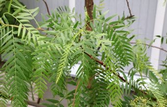 Gehölze - Zier- und Formgehölze - Seite 3 von 4 - Gartendialog.de