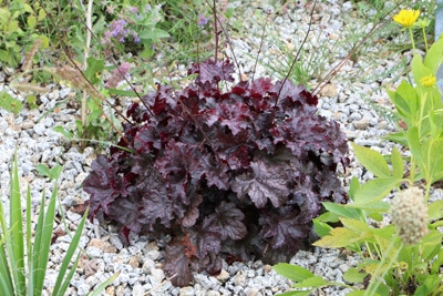 Purpurglöckchen, Heuchera