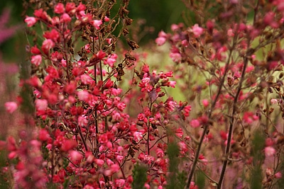 Heuchera