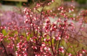 Purpurglöckchen, Heuchera