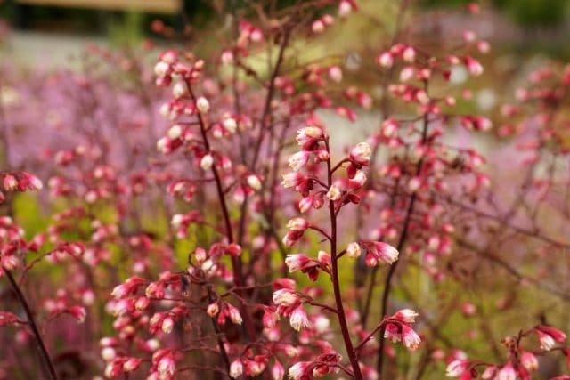 Purpurglöckchen, Heuchera