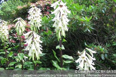 Cardiocrinum giganteum