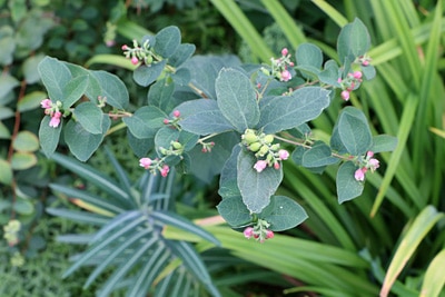 Symphoricarpos albus