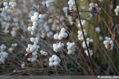 Symphoricarpos albus