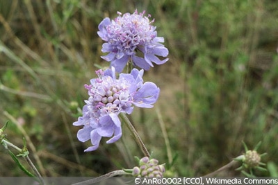 Scabiosa canescens