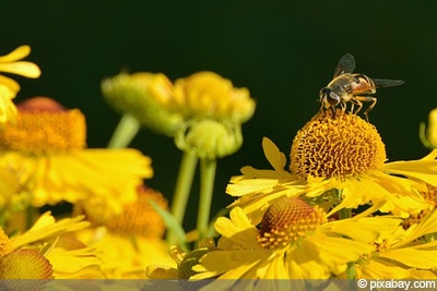 Helenium