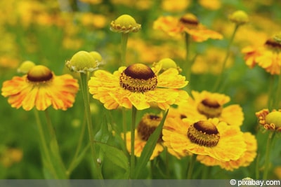 Helenium