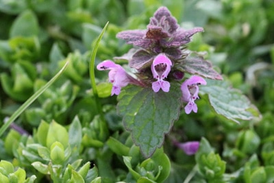 Lamium