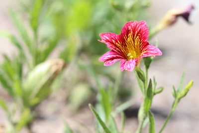 Salpiglossis sinuata