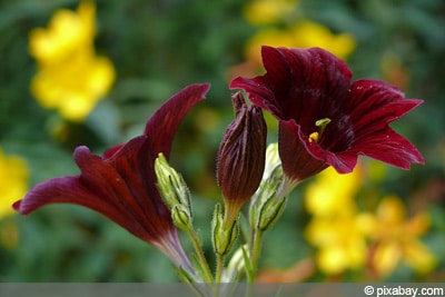 Salpiglossis sinuata