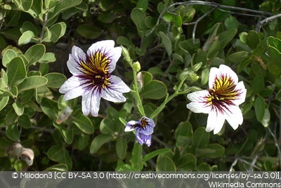 Salpiglossis sinuata