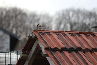 heimische Vögel