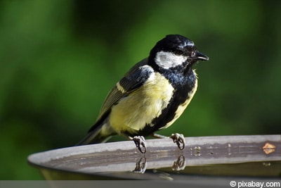 Kohlmeise Vogeltränke