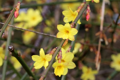 Winterjasmin, Strauch