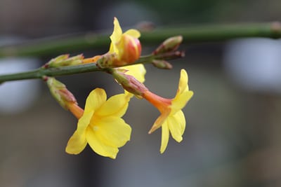 Jasminum nudiflorum