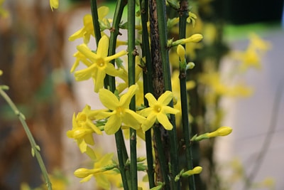 Jasminum nudiflorum