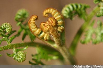 Dryopteris