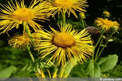 Inula helenium