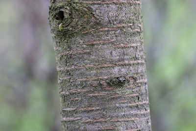 Apfelbaum Feuerbrand