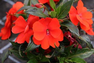 Begonia Balkonpflanze