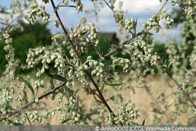 Artemisia vulgaris