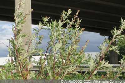 Artemisia vulgaris