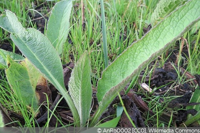 Symphytum officinale