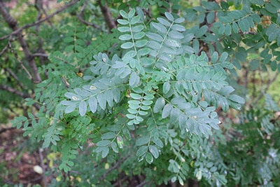 Caragana arborescens