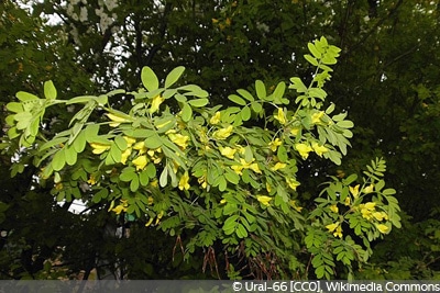 Caragana arborescens