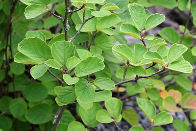 Fothergilla