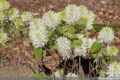 Fothergilla