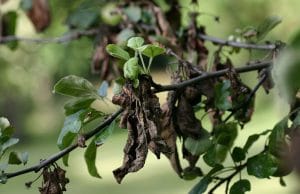 Feuerbrand Obstbäume