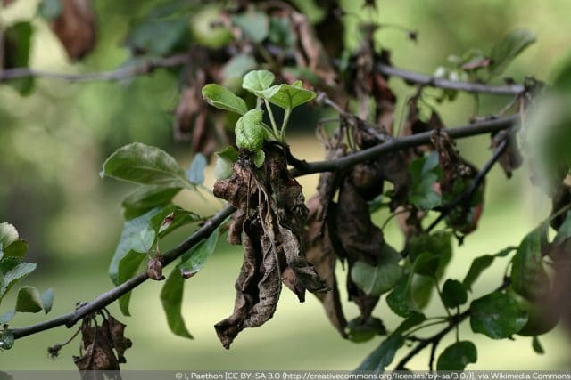 Feuerbrand Obstbäume