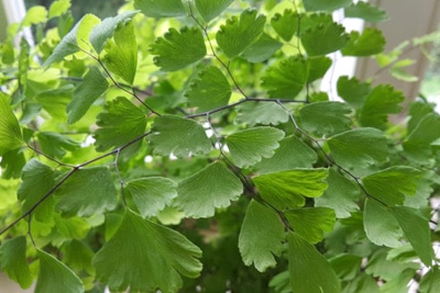 Adiantum capillus-veneris Badezimmer