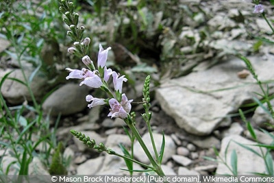 Gelenkblume