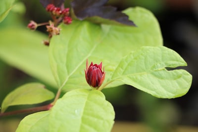 Calycanthus floridus