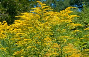 Solidago