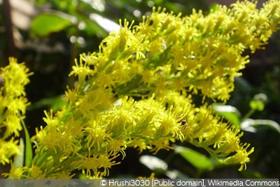 Solidago