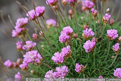 Armeria