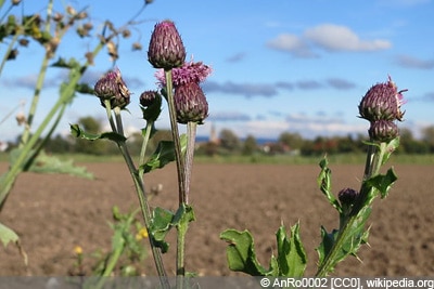 Ackerkratzdistel