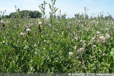 Ackerkratzdistel