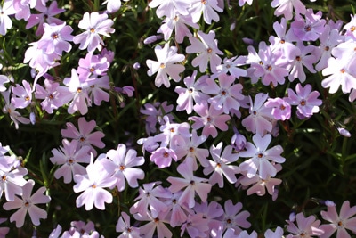 Phlox Stauden