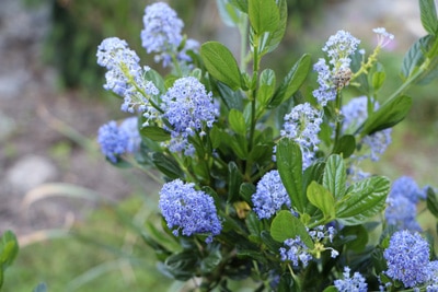 Säckelblume